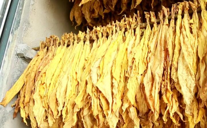 木屑顆粒燃料烘烤煙葉可以嗎？