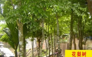 紅花梨下腳料千萬(wàn)別再丟了，都是寶啊